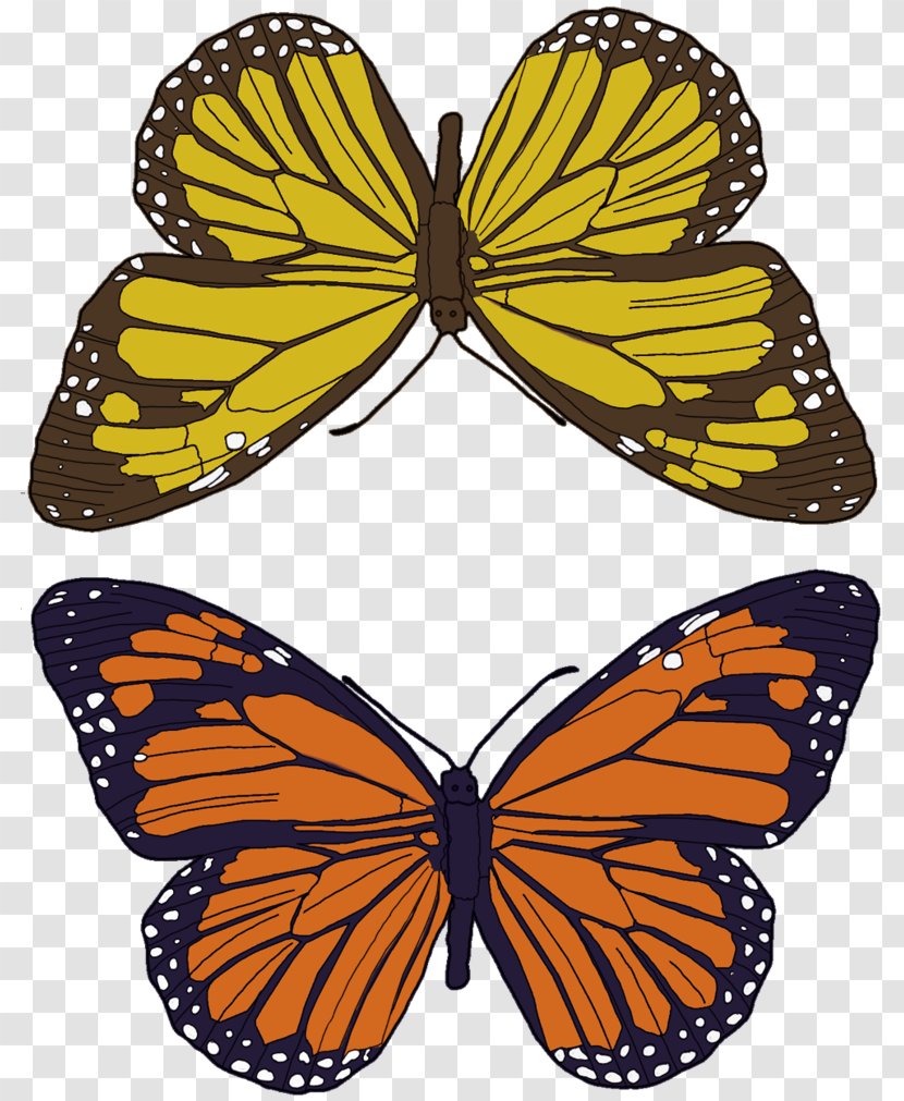 Monarch Butterfly Insect Nymphalidae Pollinator - Wing - Pattern Transparent PNG