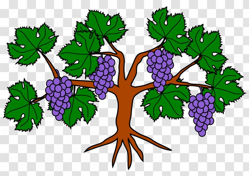 Common Grape Vine Wine Food - Grapevines Transparent PNG