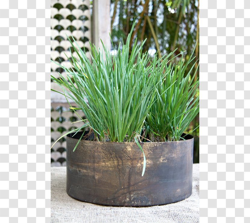Flowerpot Herb Houseplant Chives - Family - Bronze Drum Vase Design Transparent PNG