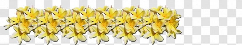 Flower Plumeria Alba Plant Exotic - Tree Transparent PNG