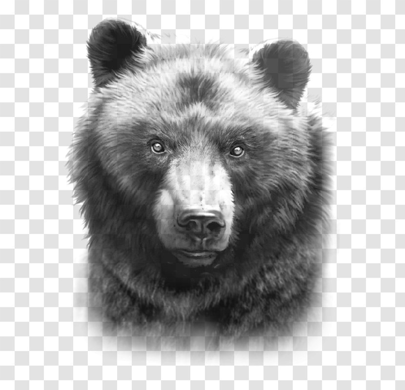 Grizzly Bear American Black Drawing Paper - Snout - Family Transparent PNG