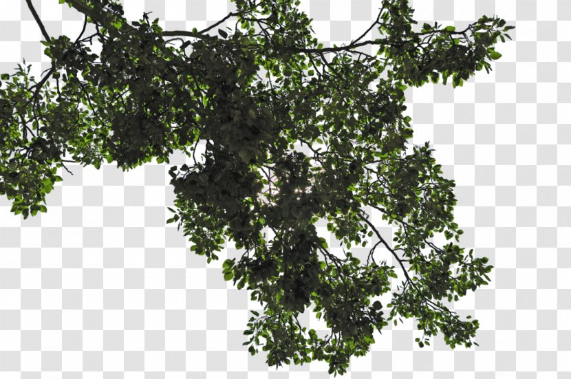 Leaf Tree Branch - Trees Transparent PNG