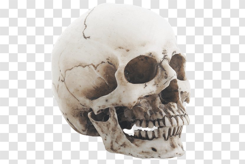 Skull Human Skeleton Jaw Head Transparent PNG