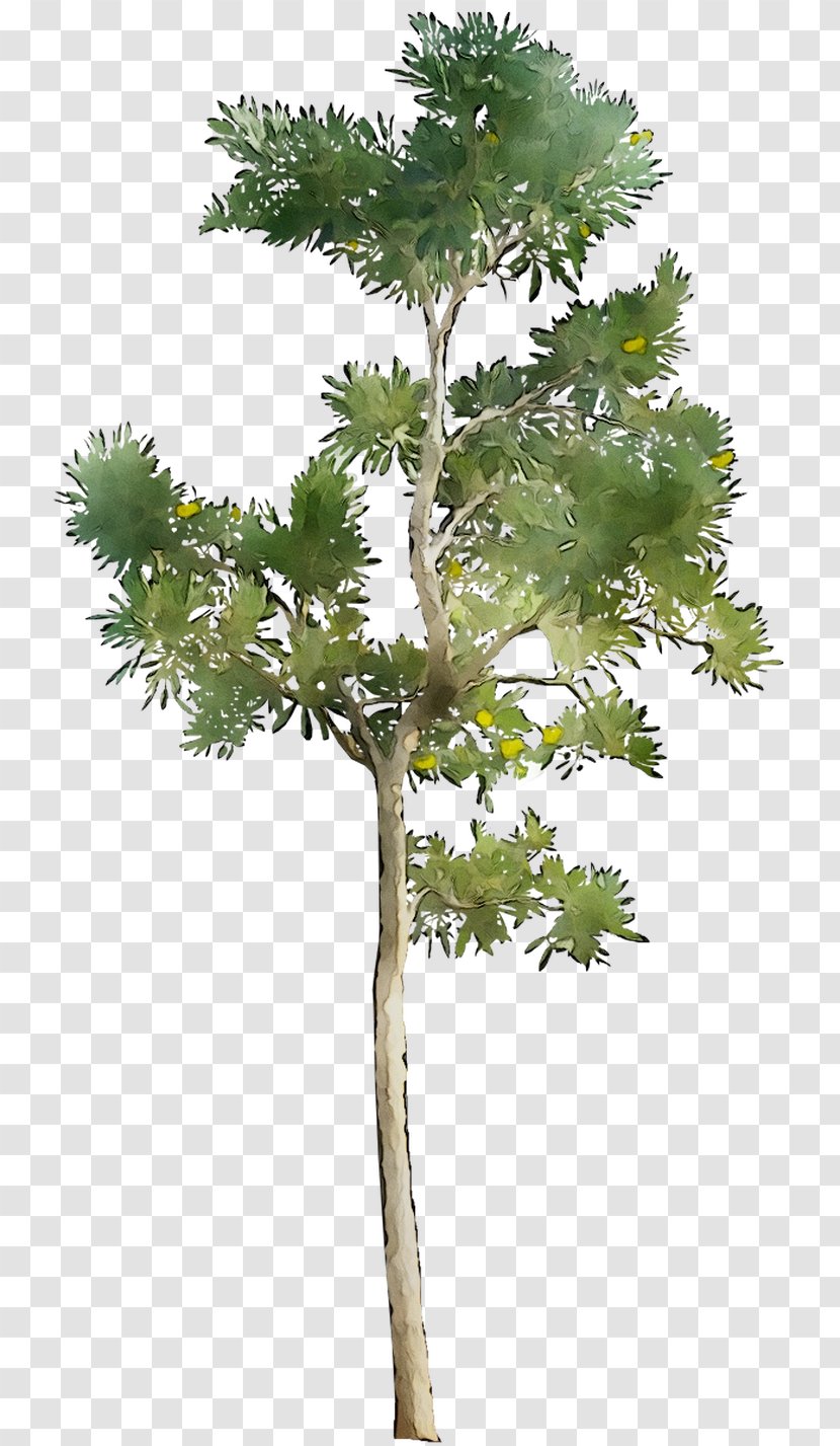Larch Tree Evergreen Houseplant Flowerpot Transparent PNG