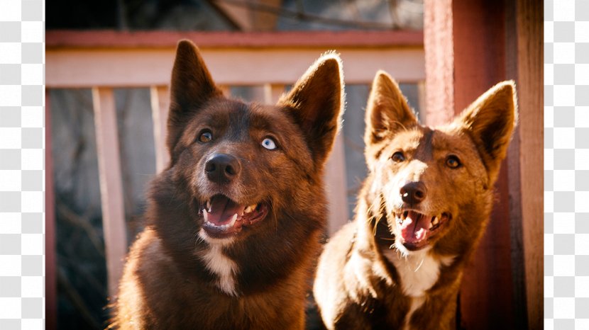 Australian Kelpie Dog Breed Snout Razas Nativas Vulnerables - Australia Transparent PNG