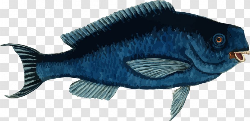 Blue Parrotfish Clip Art - Tropical Fish - Vector Transparent PNG
