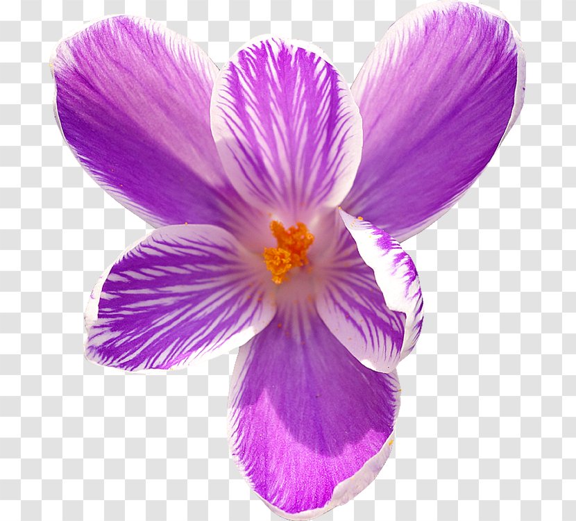 Flower Royalty-free - Microsoft Office Transparent PNG