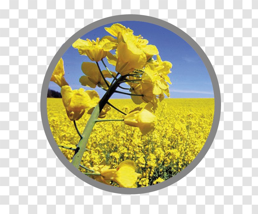 Rapeseed Canola Seed Oil Food - Flower Transparent PNG