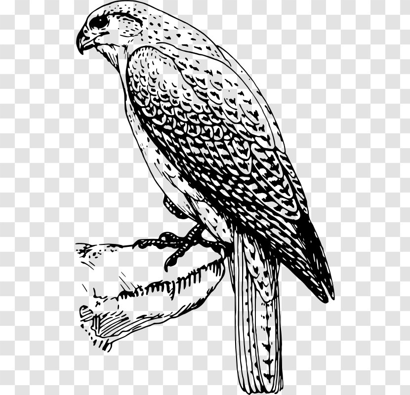 Hawk Falcon Black And White Bird Clip Art Transparent PNG
