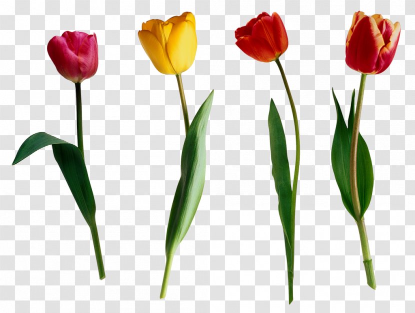 Tulip Flower - Plant Stem Transparent PNG