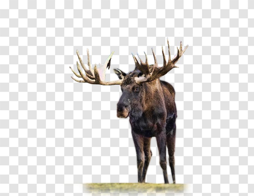 Moose Reindeer Roe Deer Animal - Head Transparent PNG