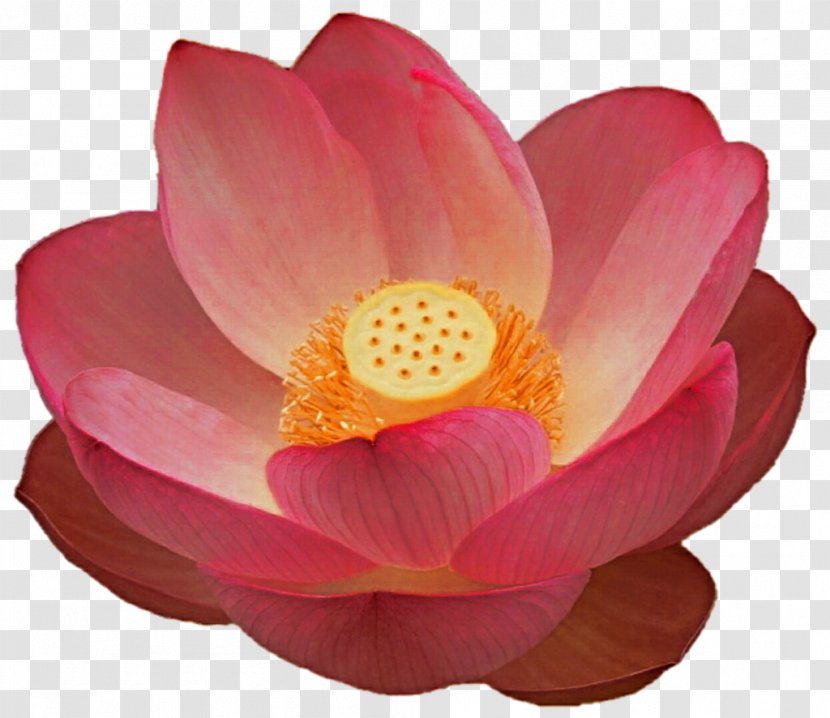 Rose Family Pink M Close-up Lotus-m - Petal - Lotus Transparent PNG