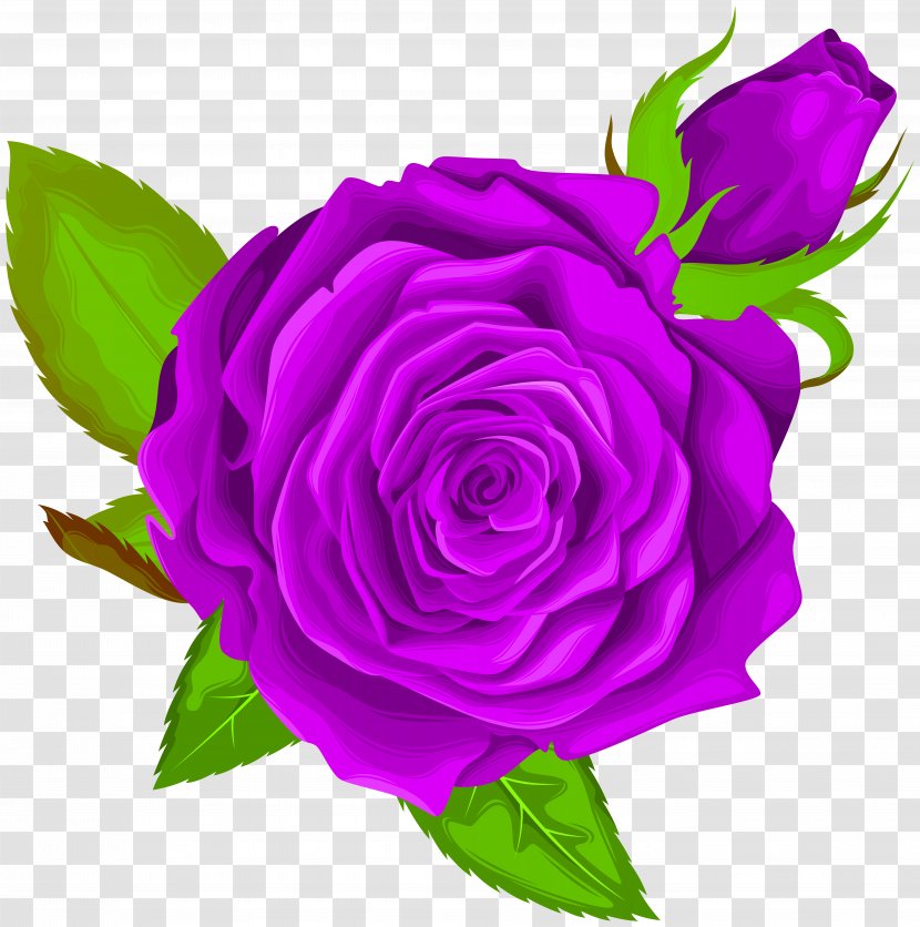 Garden Roses Centifolia Clip Art - Flower - Purple Rose Decorative Image Transparent PNG