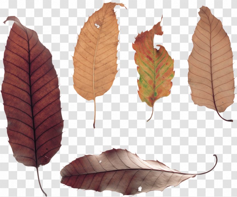 Leaf Adobe Photoshop Photography Clip Art - Branch Transparent PNG
