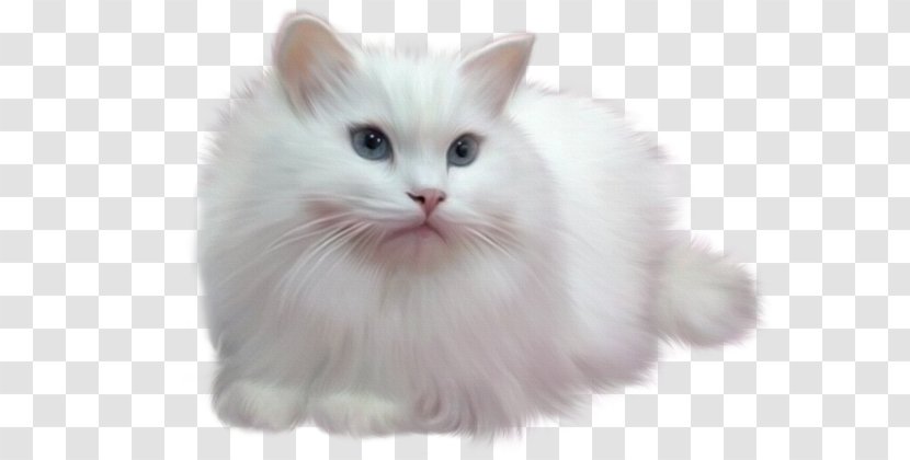 Blog Diary Afternoon .de Painting - British Semi Longhair - White Cat Transparent PNG