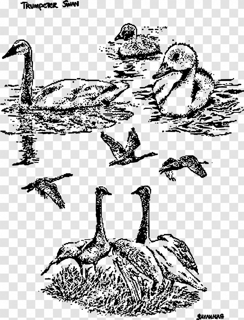 Goose Duck Cygnini Drawing Bird - Black And White - Swan Transparent PNG