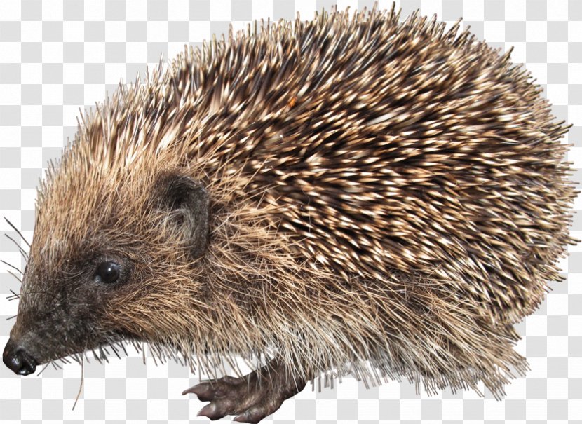 European Hedgehog Clip Art - Erinaceidae Transparent PNG