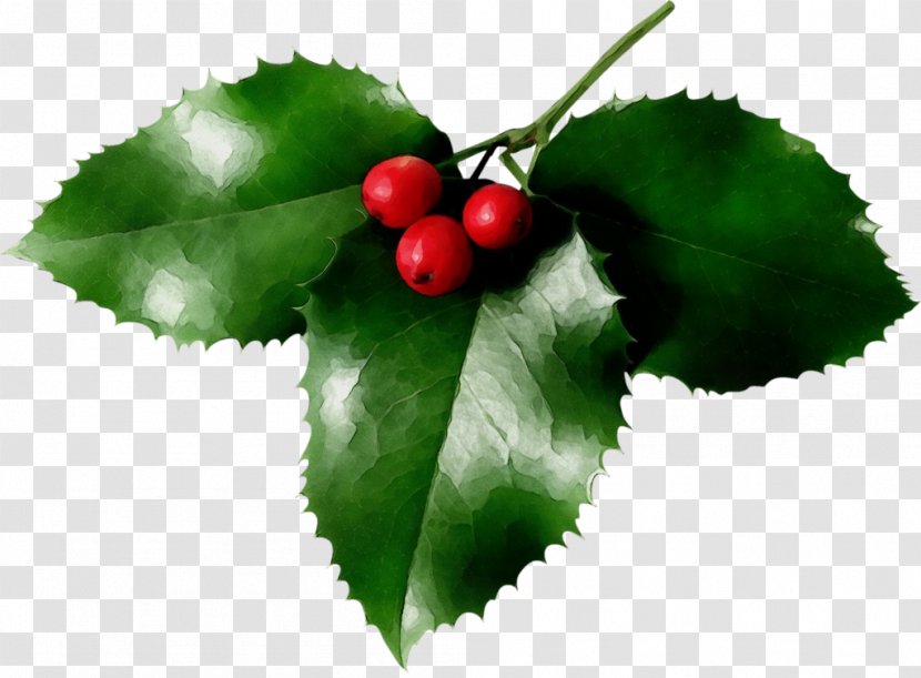 Holly - Cherry - Tree Woody Plant Transparent PNG
