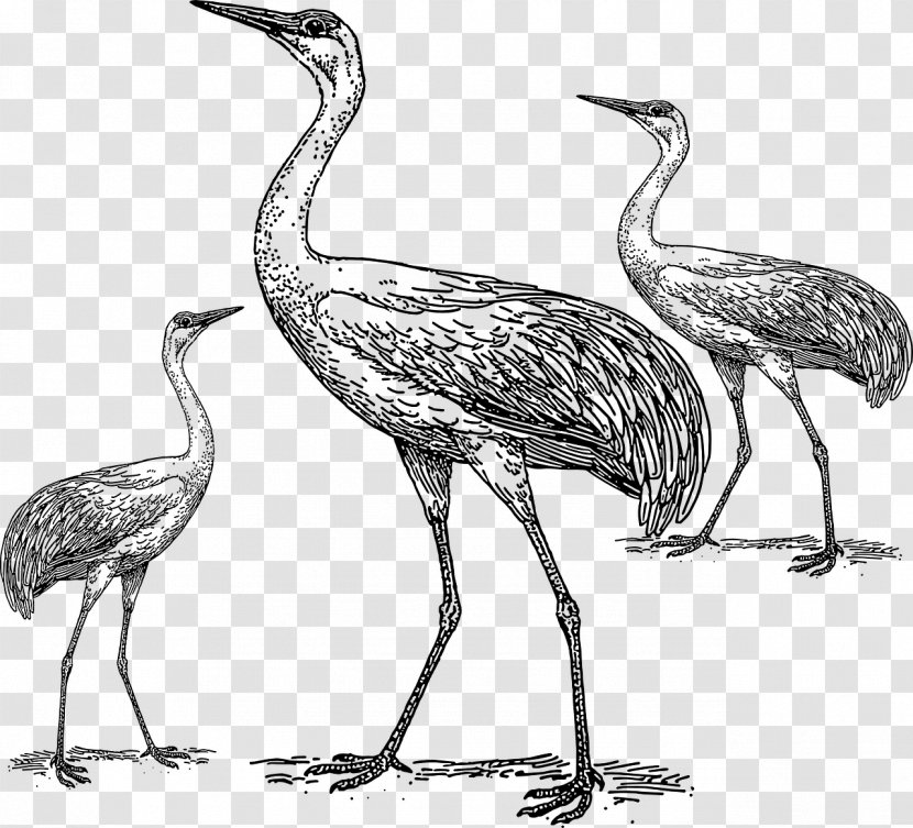 Bird Crane Drawing Clip Art - Beak Transparent PNG