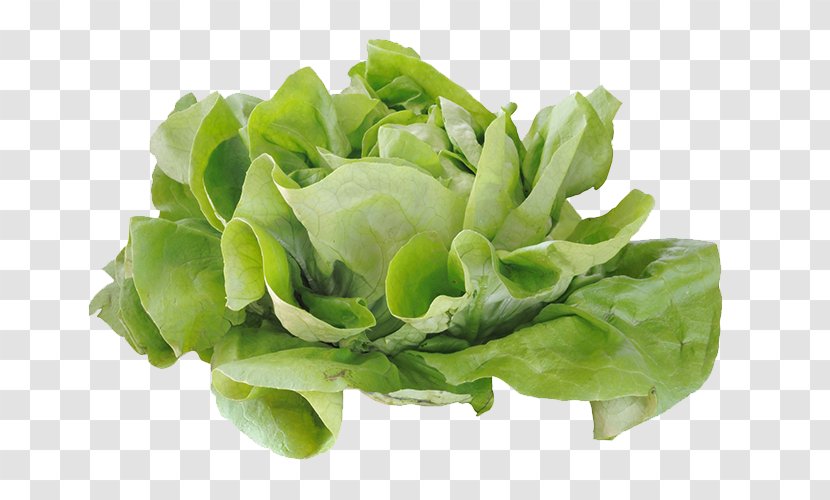 Cabbage Romaine Lettuce Salad Computer File - Vegetable - Pictures Transparent PNG