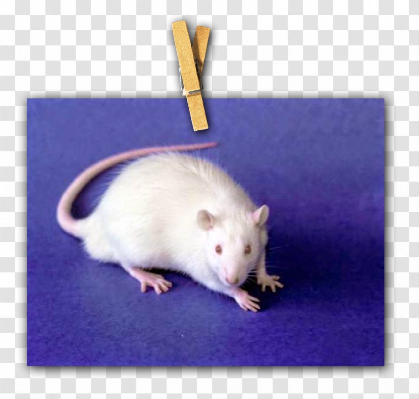 Rat Gerbil Computer Mouse Fauna Whiskers Transparent PNG