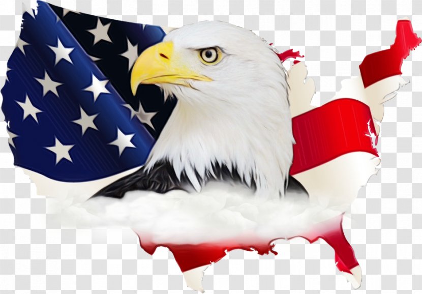 Veterans Day United States - Sea Eagle - Beak Transparent PNG