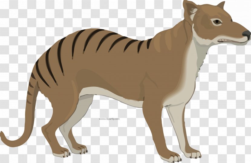 Ty The Tasmanian Tiger Devil Gray Wolf Cat - Like Mammal Transparent PNG