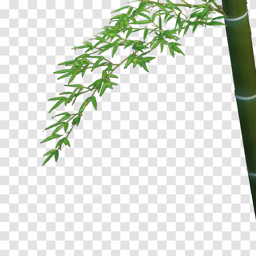 Bamboo Bambusa Oldhamii Leaf - Designer Transparent PNG