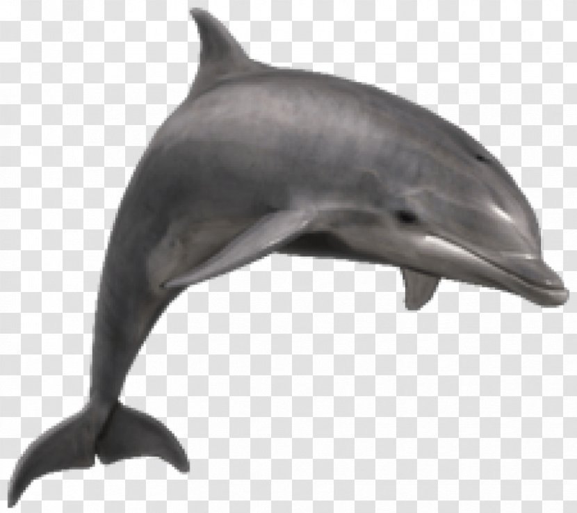 Bottlenose Dolphin Shark Clip Art - Aquatic Mammal Transparent PNG