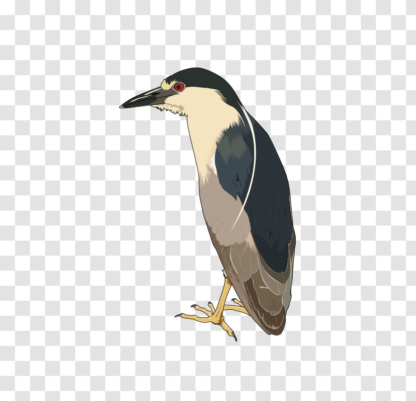 Green Heron Bird Black-crowned Night Yellow-crowned - Stork Transparent PNG