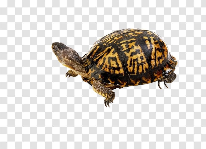 Box Turtles Tortoise PhotoScape Sea Turtle - Rg Transparent PNG