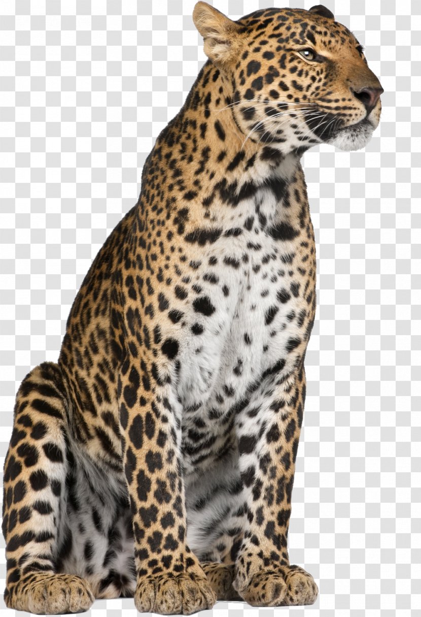 Leopard Jaguar Cheetah Felidae Whiskers - Fauna Transparent PNG