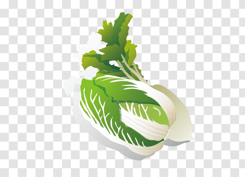 Leaf Vegetable Chinese Cabbage Radish - Tree - Turnip Transparent PNG