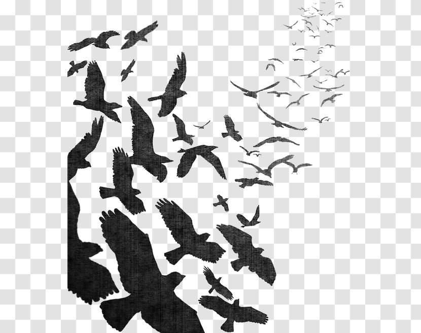 Bird Flight Common Raven Flock - T Shirt - Watercolor Crow Transparent PNG