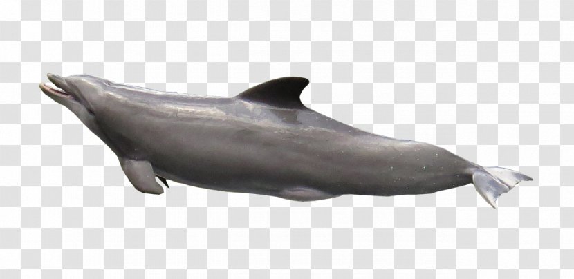 Tucuxi Rough-toothed Dolphin White-beaked - Mammal Transparent PNG