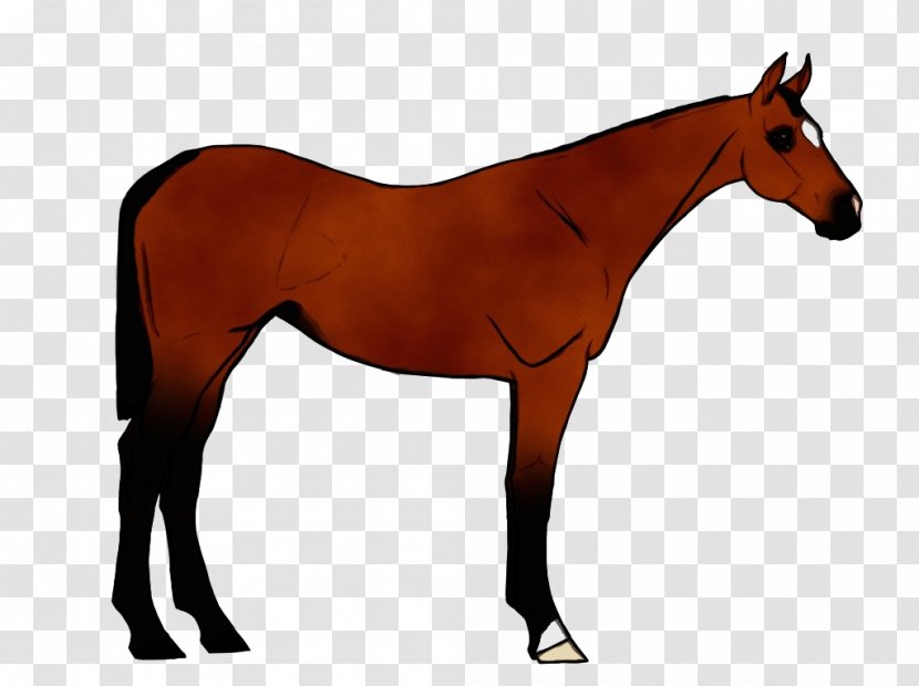 Horse Sorrel Animal Figure Mane Mare - Stallion Mustang Transparent PNG