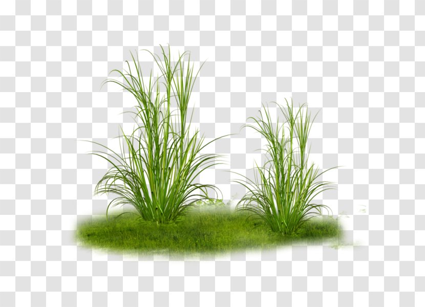 Grass Tree Clip Art - Pine Transparent PNG