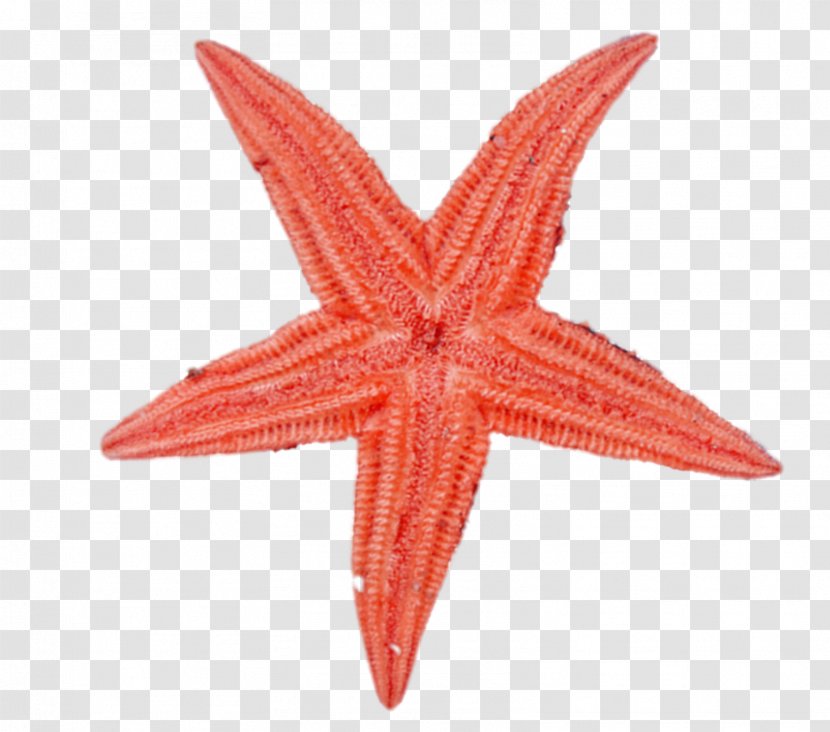 Paper Lantern Light Star - Red Starfish Transparent PNG