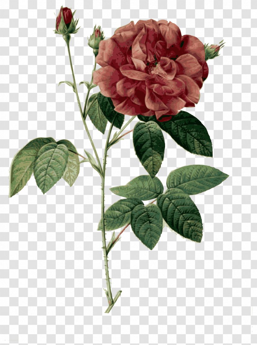 Garden Roses French Rose Cabbage 80 Anos De Poesia Poetry - Floral Design - Pierrejoseph Redoutxe9 Transparent PNG