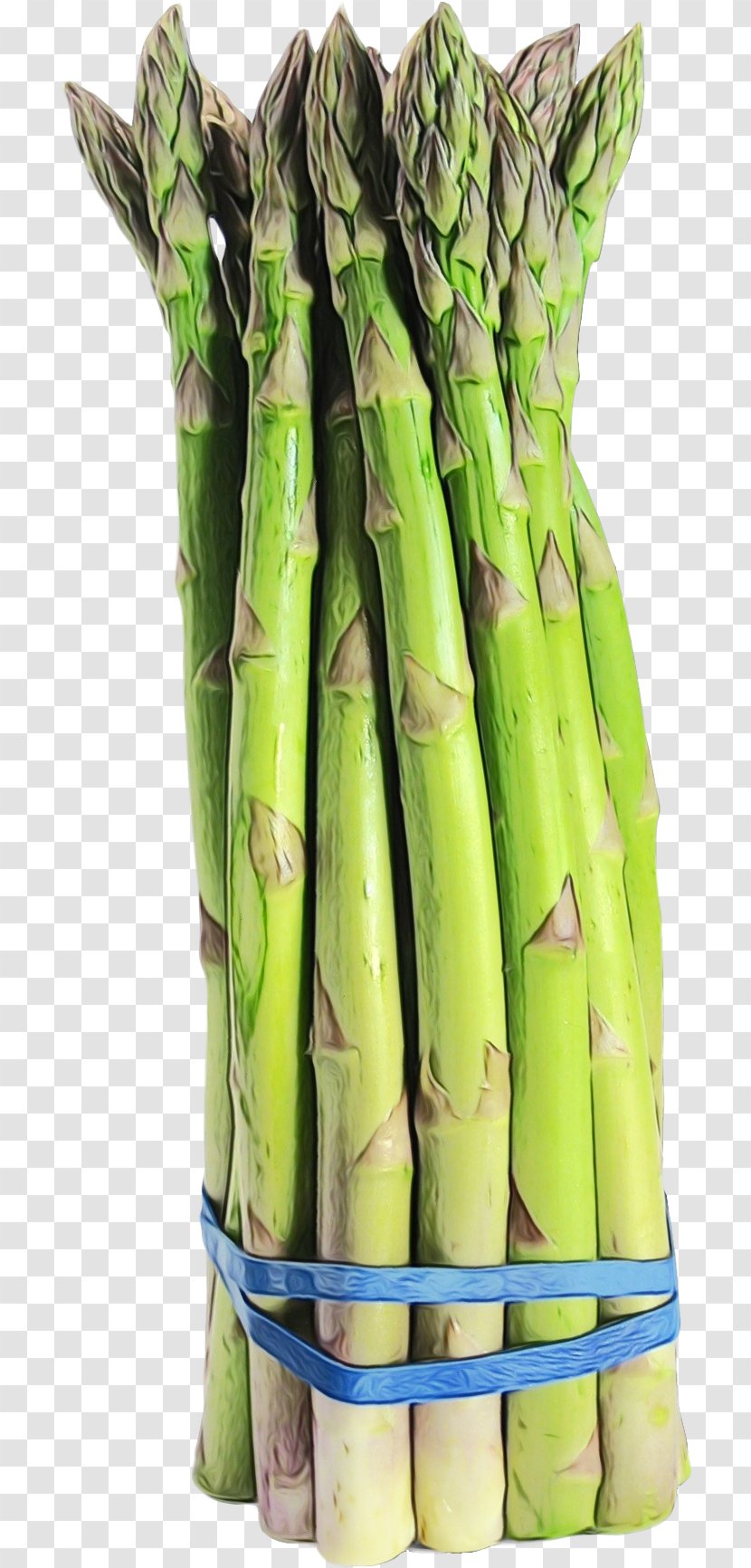 Asparagus Vegetable Bamboo Shoot Plant Food - Stem Transparent PNG