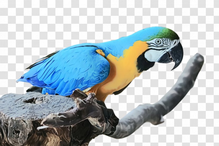 Colorful Background - Bluethroated Macaw - Budgie Animal Figure Transparent PNG