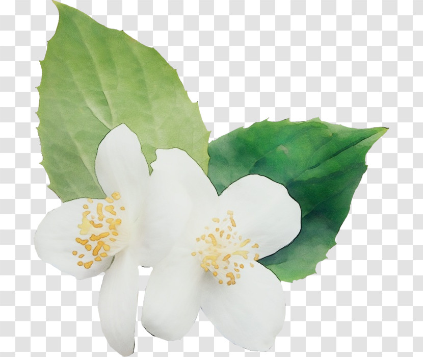 Jasmine M Transparent PNG