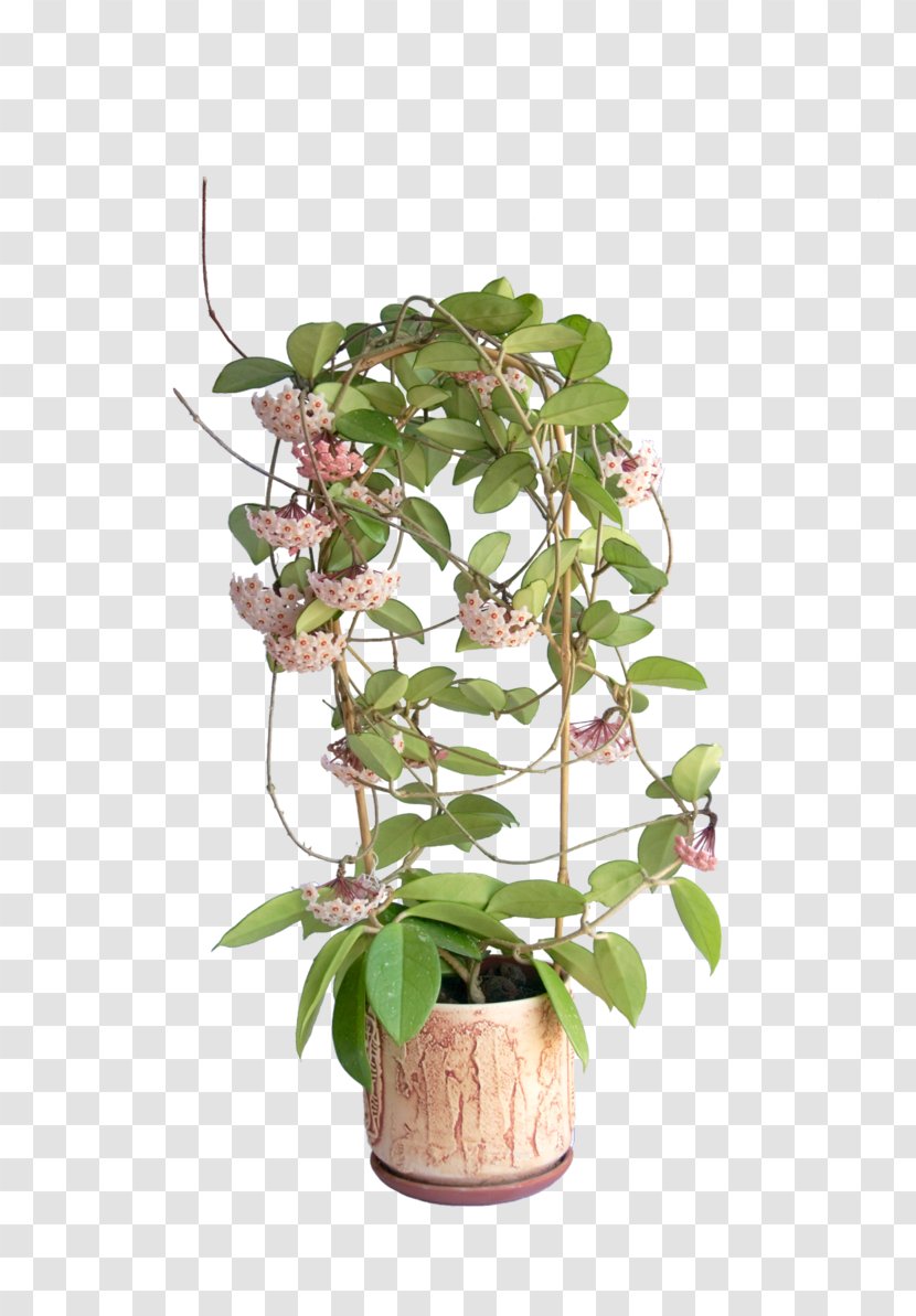 Houseplant Hoya Carnosa Milkweeds Plants Stock Photography - Plant Transparent PNG