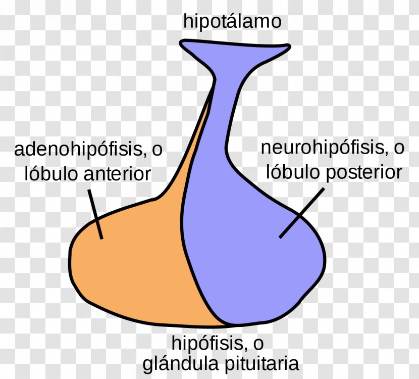 Posterior Pituitary Gland Anterior Hormone - Cartoon Transparent PNG