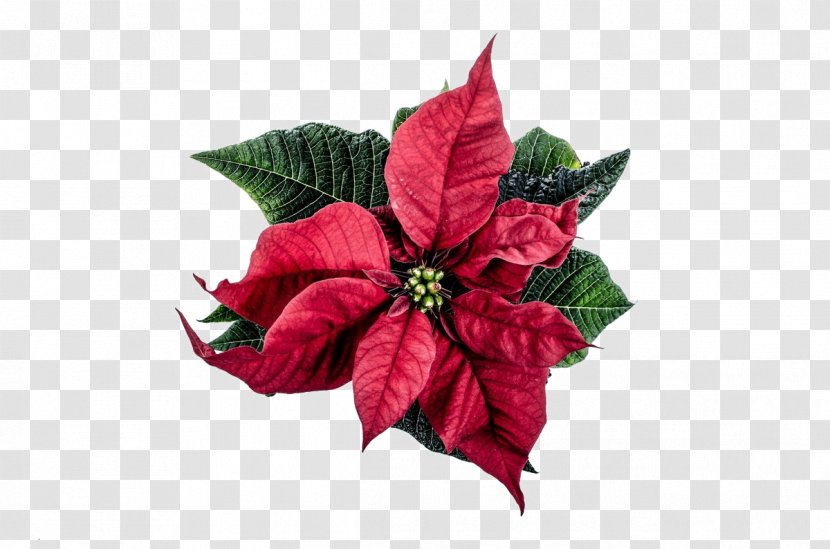 Happiness Wish Love Smile - Leaf - Poinsettia Plants Transparent PNG