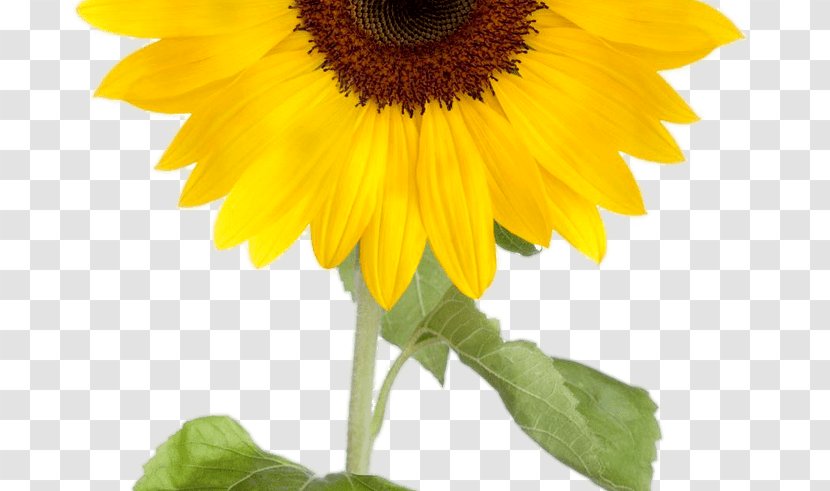 Common Sunflower Desktop Wallpaper Clip Art - Annual Plant - Flower Transparent PNG