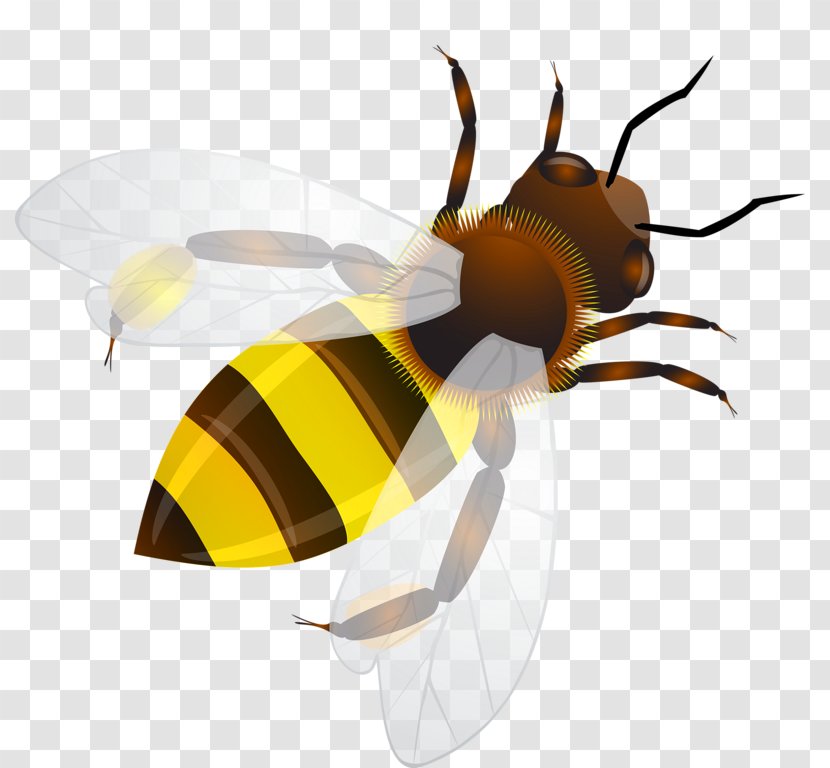 Bee Insect Honeycomb Illustration - Royaltyfree - Cartoon Transparent PNG