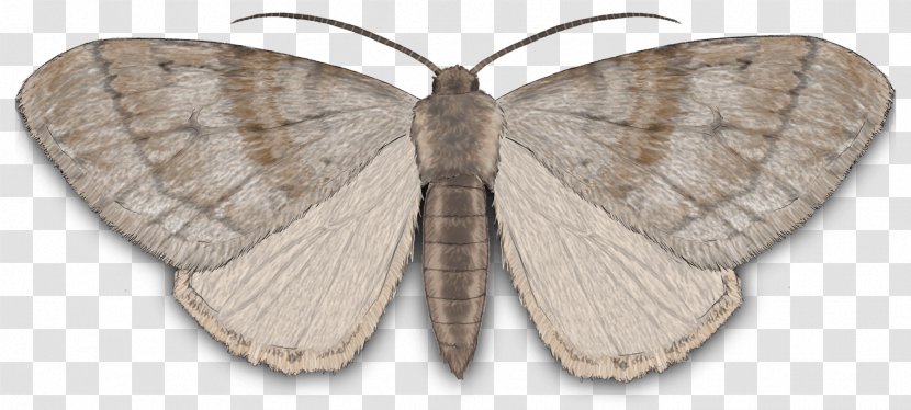 Silkworm Brown House Moth Clip Art Butterfly - Hofmannophila - Bean Natco Transparent PNG