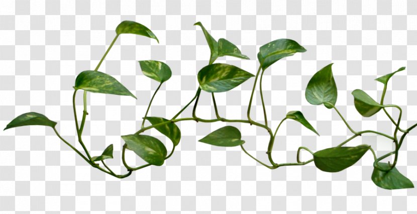 Common Ivy Vine Plant Clip Art - Devil S - Logo Transparent Transparent PNG