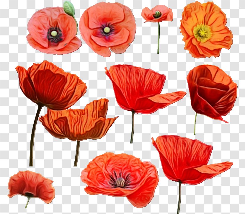 Orange - Watercolor - Oriental Poppy Family Transparent PNG